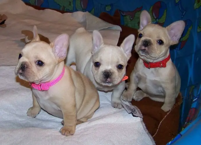 Gorgeous and adorable miniature french bulldog puppies for sale